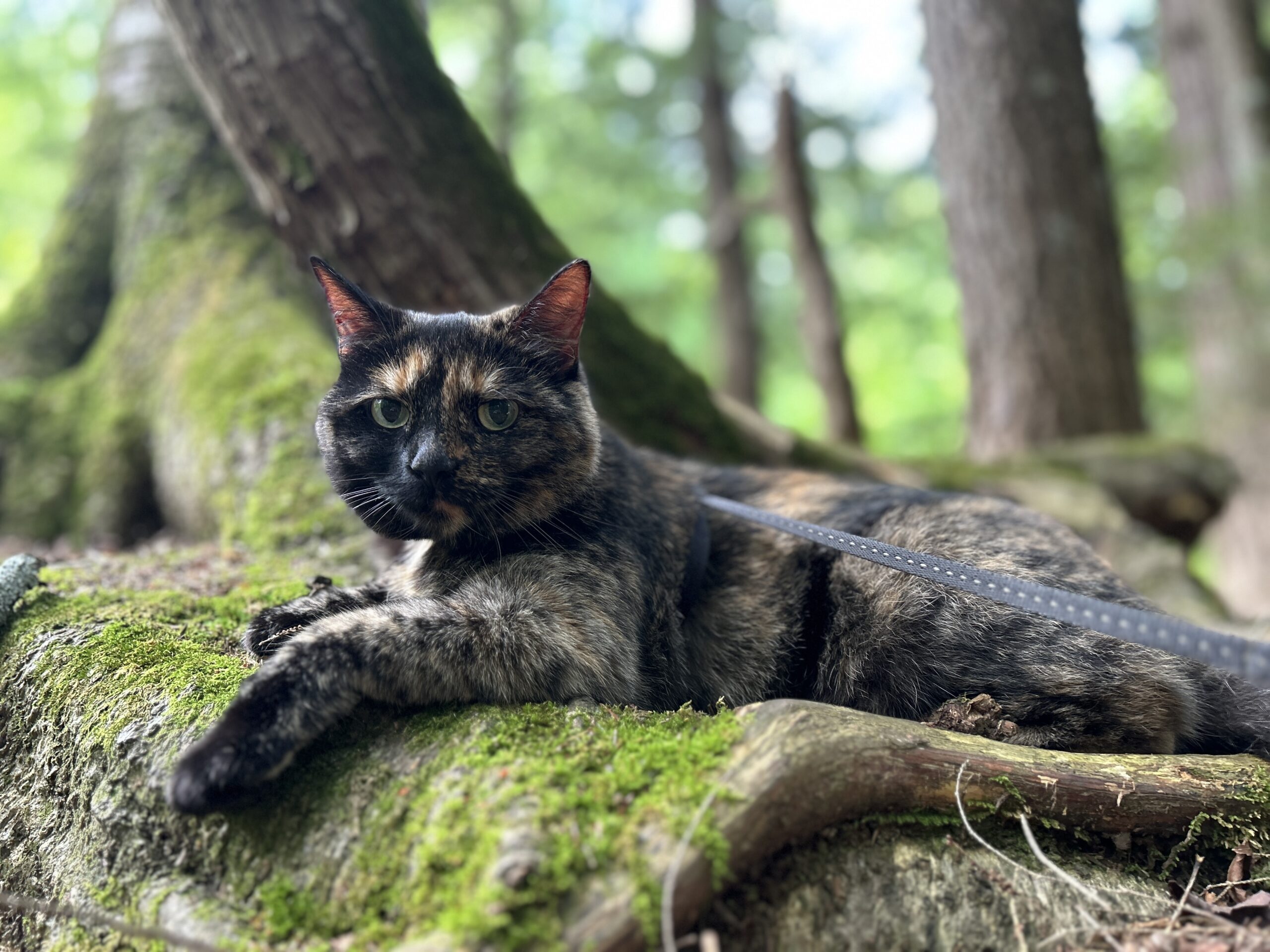 A temporary good-bye to a great cat